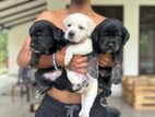 Labrador Puppies
