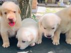 Labrador Puppies