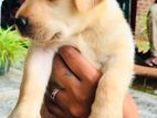 Labrador Puppies