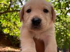 Labrador Puppies