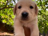 Labrador Puppies