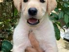 Labrador Puppies