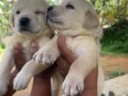 Labrador Puppies