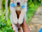 Labrador Puppies