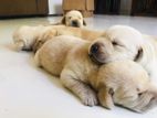 Labrador Puppies