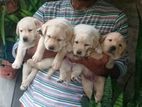 Labrador Puppies