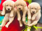 Labrador Puppies