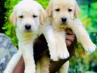 Labrador Puppies