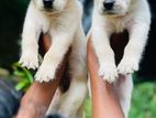 Labrador Puppies