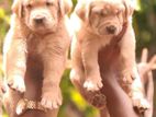 Labrador Puppies