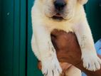 Labrador Puppies