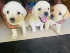 Labrador Puppies