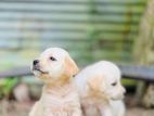 Labrador Puppies