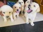 Labrador Puppies