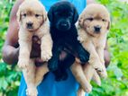 Labrador Puppies