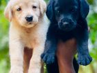 Labrador Puppies