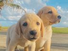 Labrador Puppies