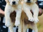 Labrador Puppies