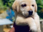 Labrador Puppies