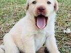 Labrador Puppies