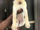 Labrador Puppies