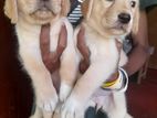 Labrador Puppies