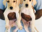 Labrador Puppies