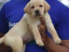 Labrador Puppies