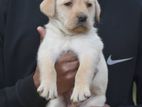 Labrador Puppies