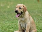 Labrador Puppies