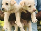 Labrador Puppies