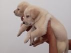 Labrador Puppies