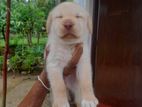Labrador Puppies