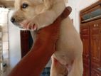 Labrador Puppies
