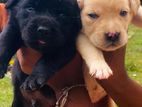 Labrador Puppies