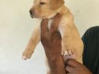 Labrador Puppies