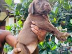 Labrador Puppies