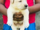 Labrador Puppies