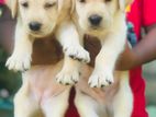 Labrador Puppies