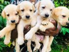 Labrador Puppies