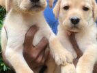Labrador Puppies
