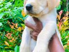 Labrador Puppies