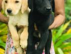 Labrador Puppies
