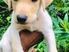 Labrador Puppies