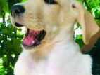 Labrador Puppies