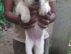 Labrador Puppies