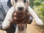 Labrador Puppies