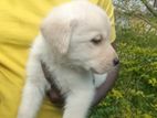 Labrador Puppies