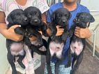 Labrador Puppies