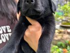 Labrador Puppies